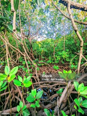  Das Fangchenggang Mangrove-Schutzgebiet: Ein Labyrinth aus Wurzeln und wildlife!