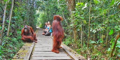 Taman Nasional Tanjung Puting, ein Paradies für Orang-Utans und Naturliebhaber!